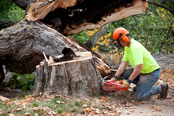 Reliable Swainsboro, GA  Tree Services Solutions